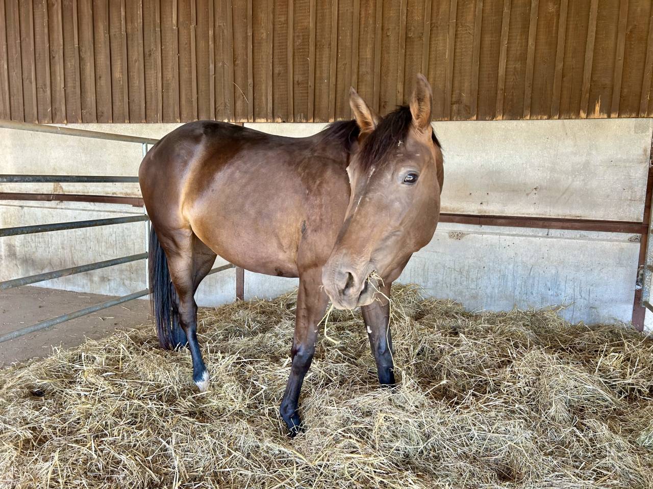 Jument El Barone 111 Z x Balou du Rouet