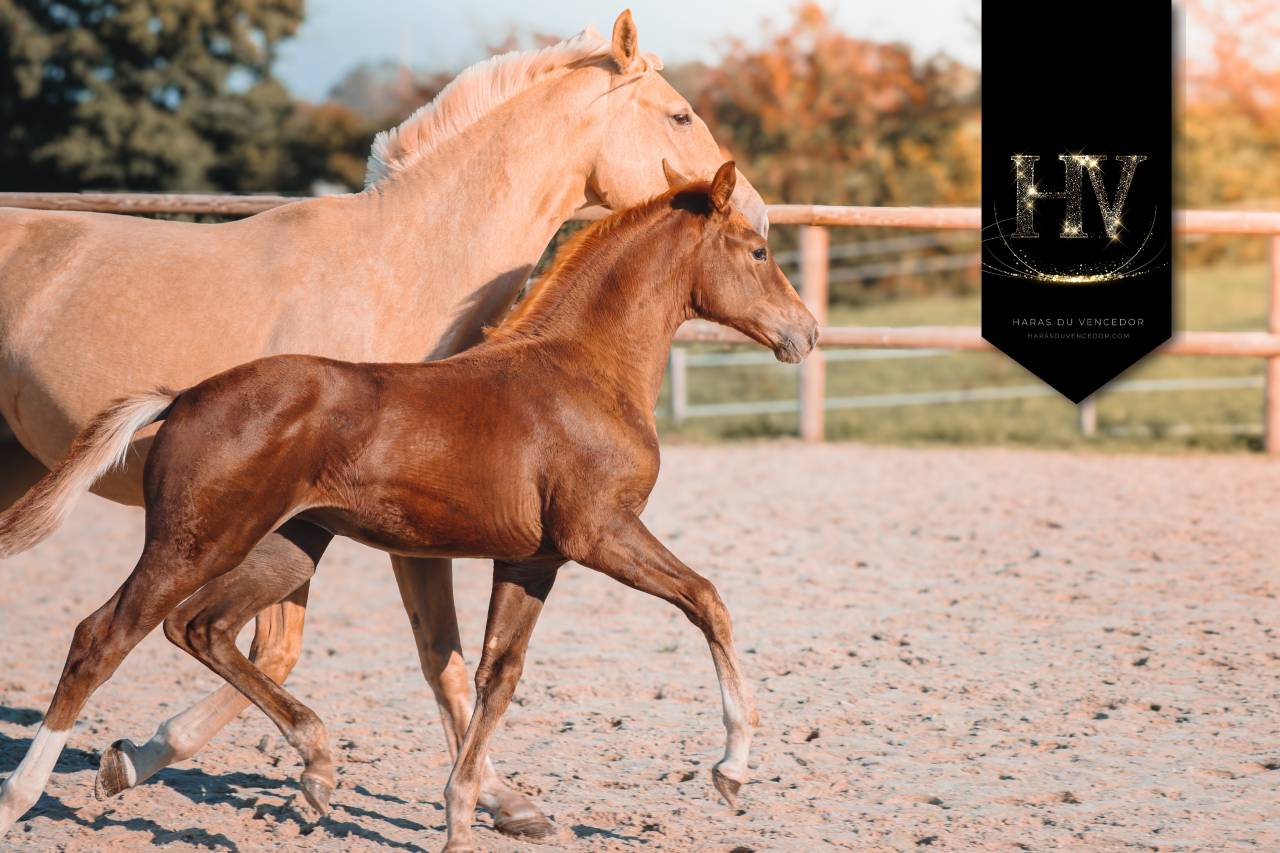 Pouliche kwpn Vitalis x Furstentern x Baron