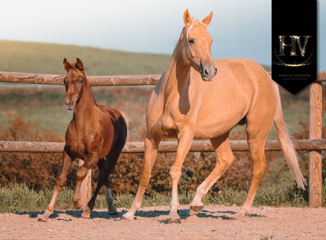 Pouliche kwpn Vitalis x Furstentern x Baron