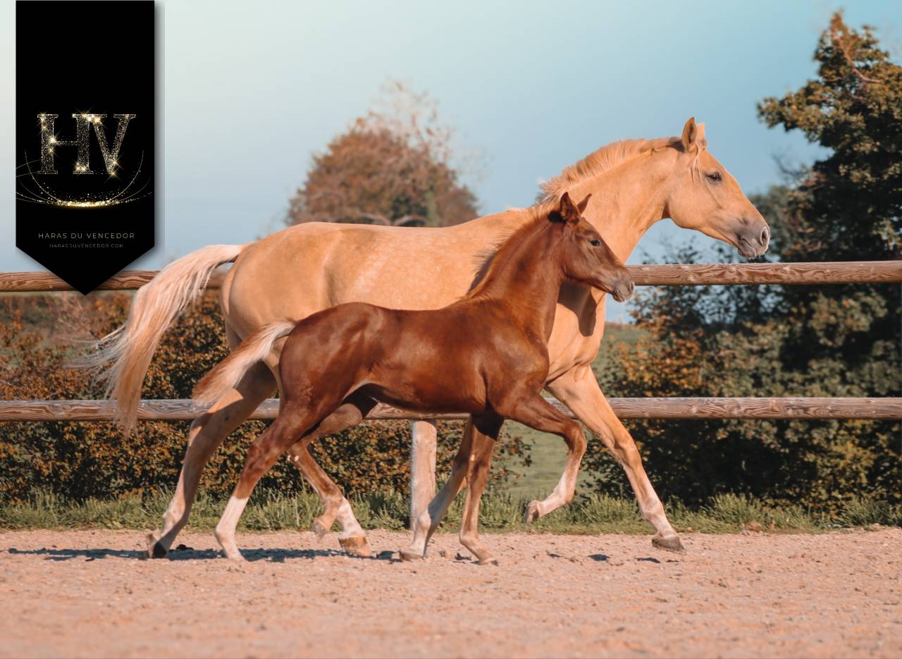 Pouliche kwpn Vitalis x Furstentern x Baron