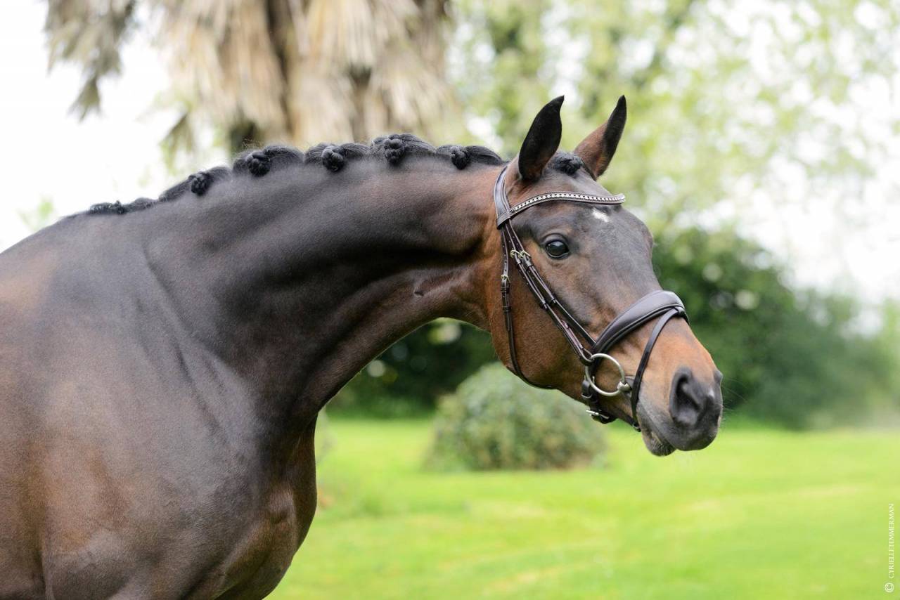 Magnifique Jument Furst Jazz 7 ans Dressage 