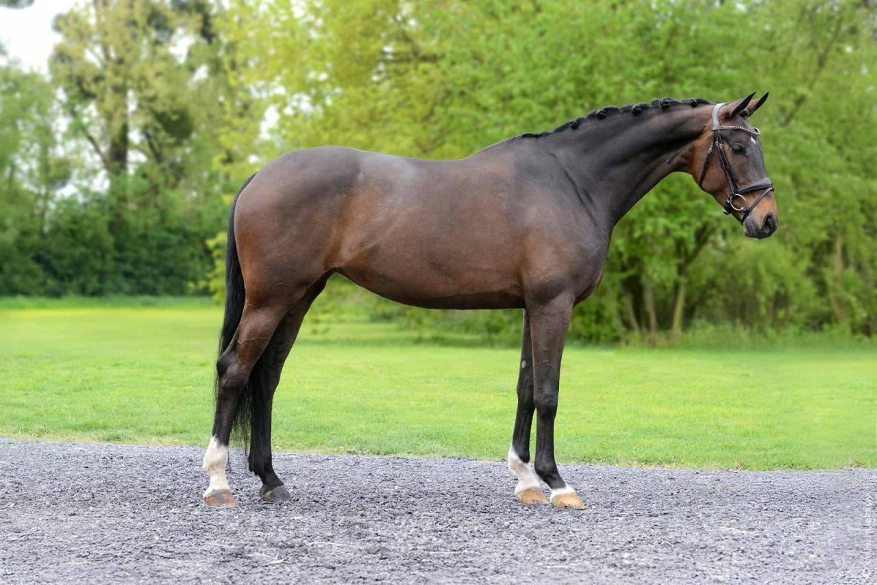 Magnifique Jument Furst Jazz 7 ans Dressage 