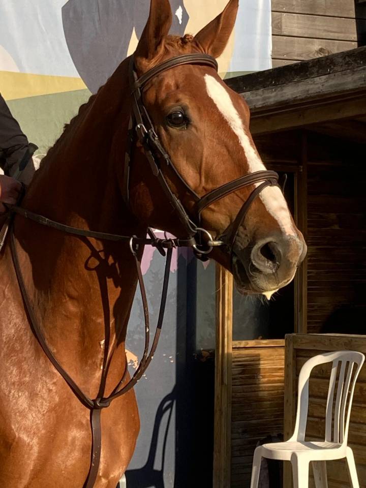 5 ans (Putch des Isles x Tourlouroux)