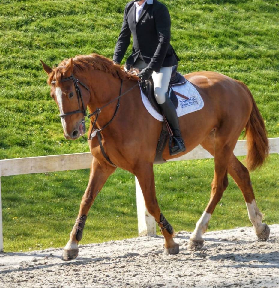 5 ans (Putch des Isles x Tourlouroux)