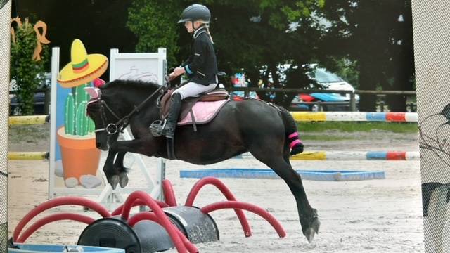 Vends jolie Shetland 7 ans polyvalente