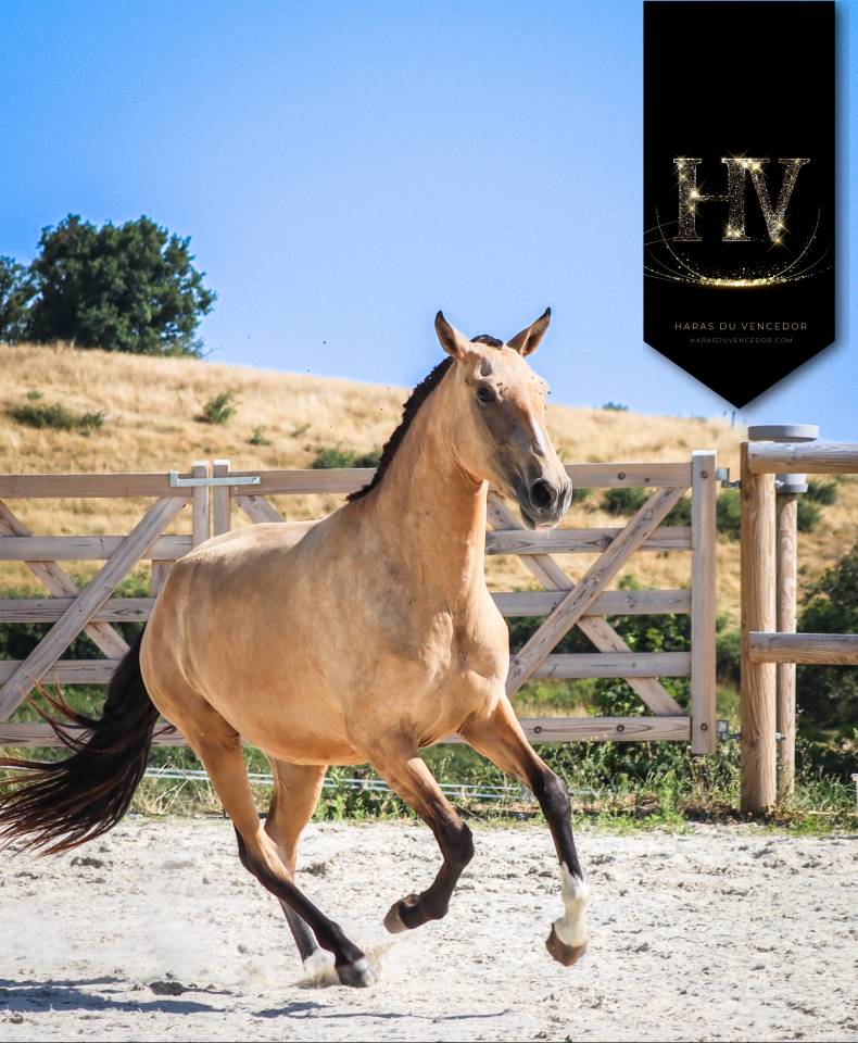 Pouliche PSL par JASMIM PLUS 