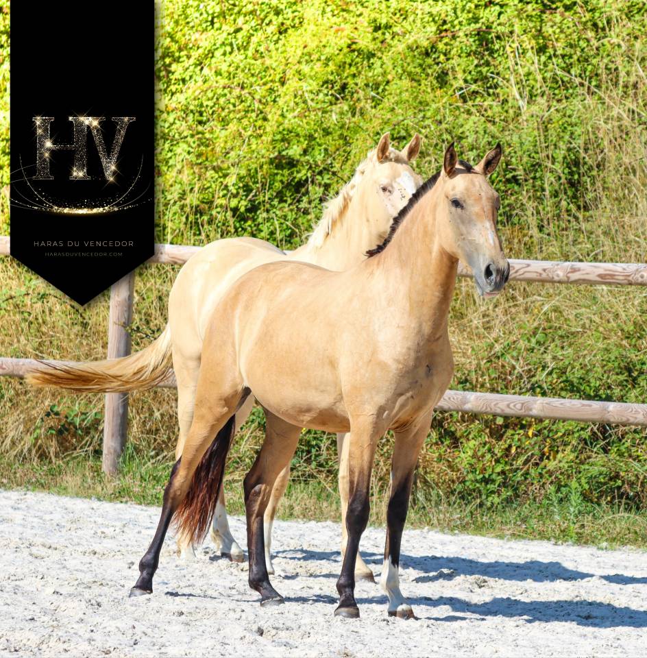 Pouliche PSL par JASMIM PLUS 