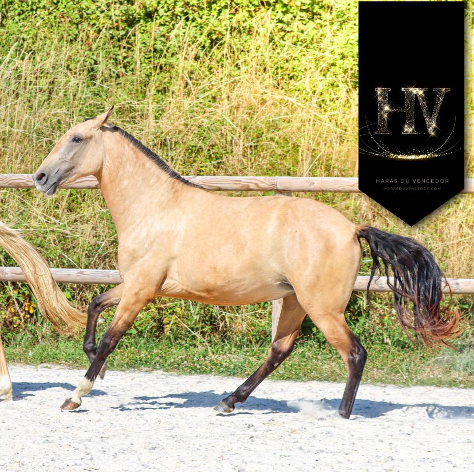 Pouliche PSL par JASMIM PLUS 