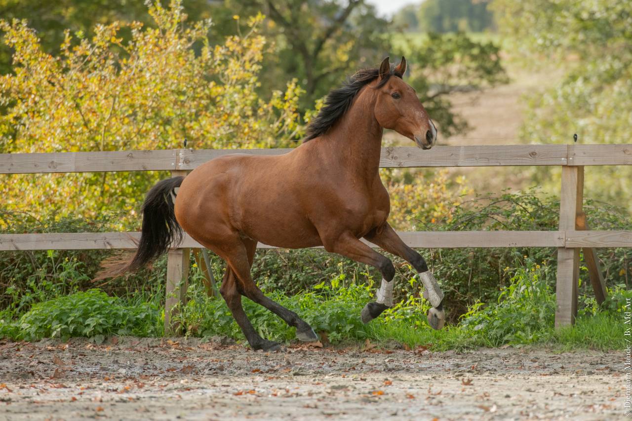 Hongre Lusitanien 6 ans PP