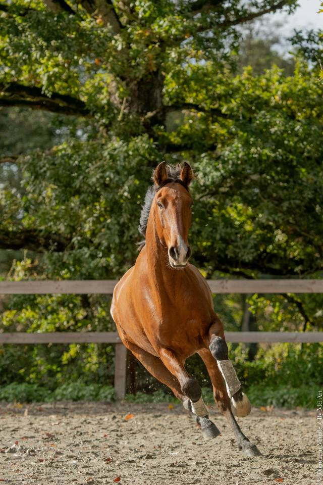 Hongre Lusitanien 6 ans PP