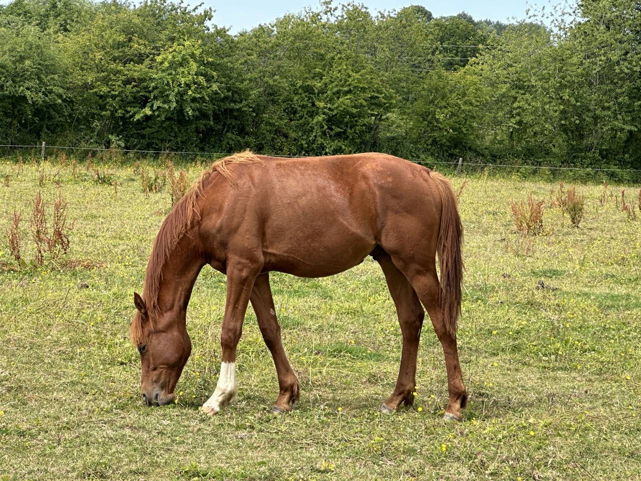 Hongre de deux ans ( Narcos II x Lando )