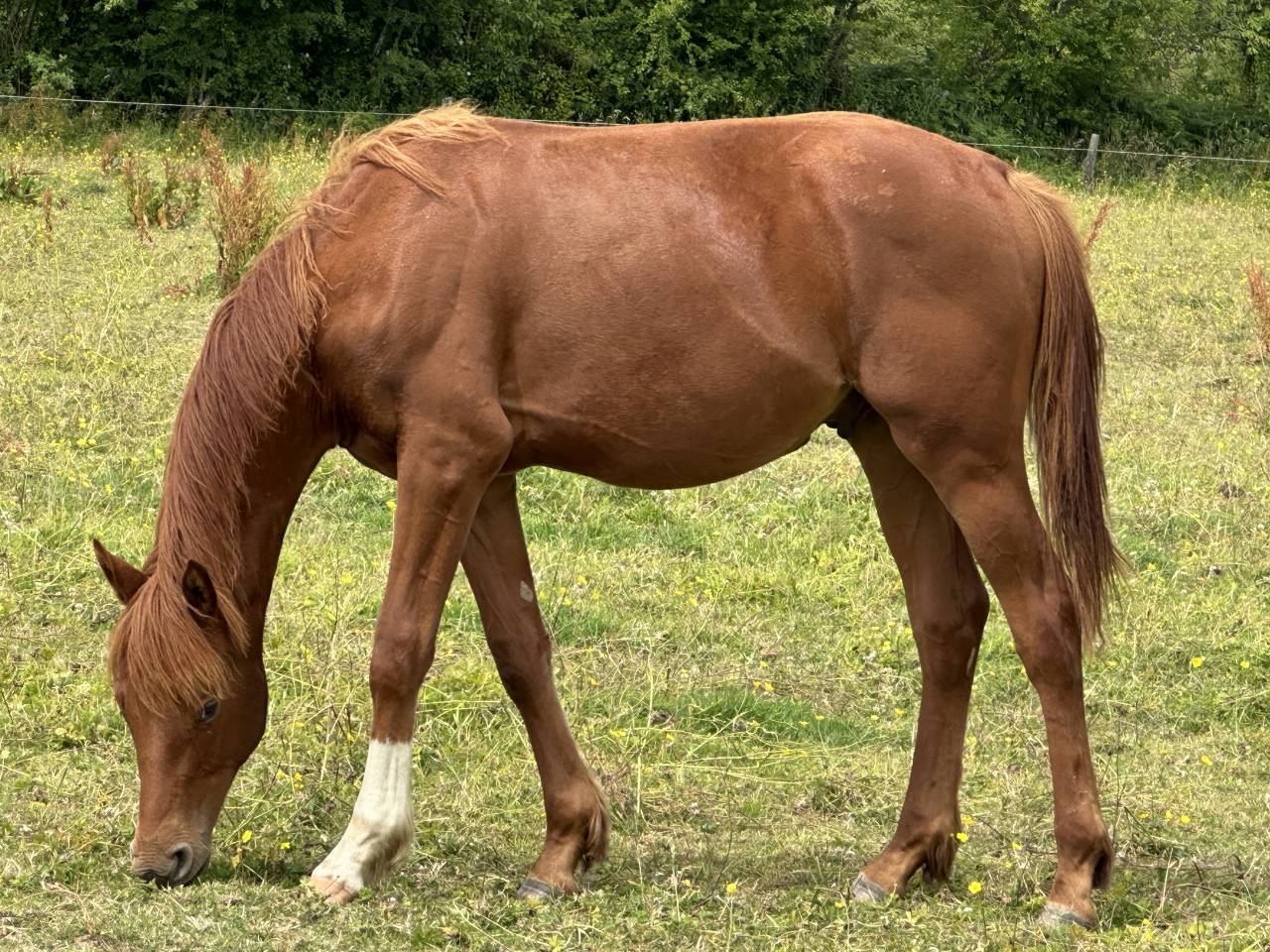 Hongre de deux ans ( Narcos II x Lando )