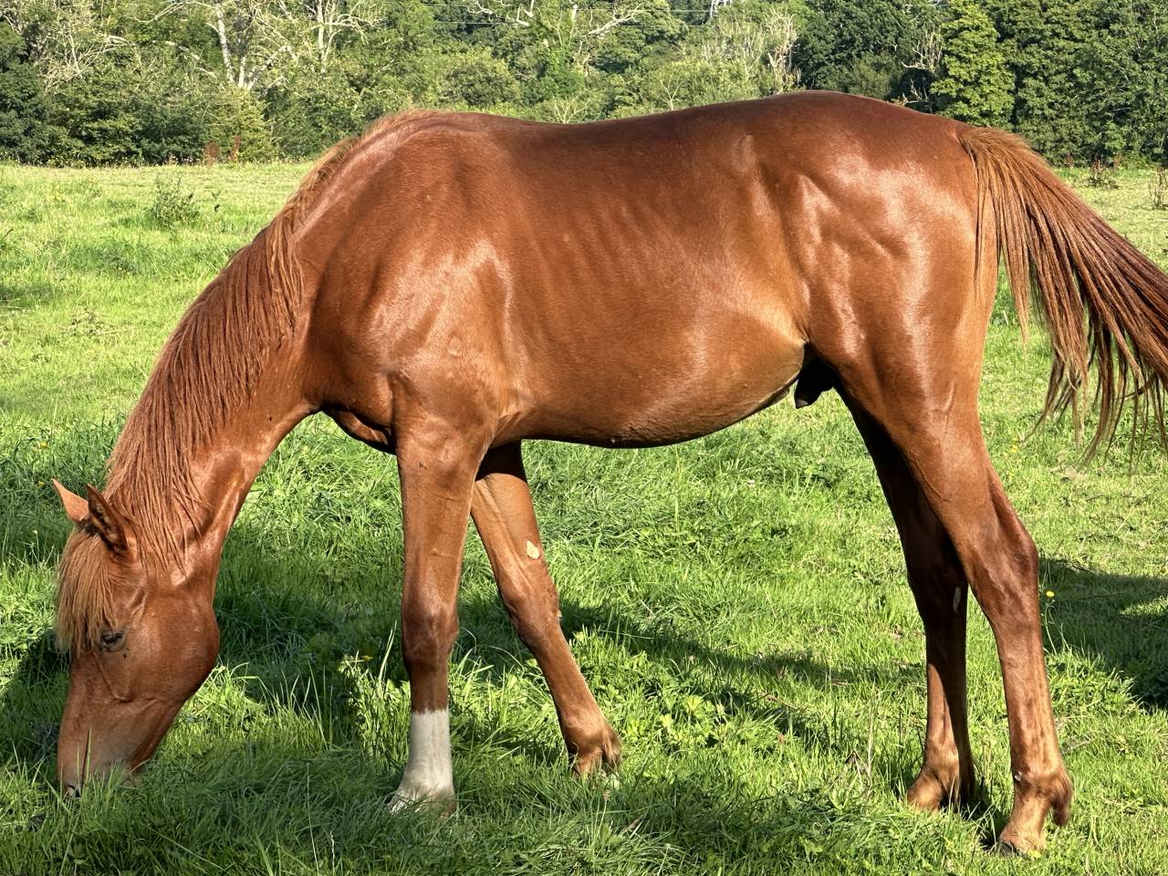 Hongre de deux ans ( Narcos II x Lando )