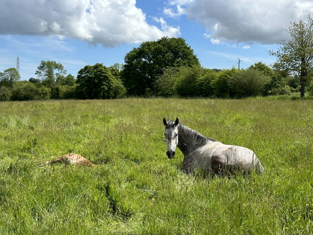 Poulinière de 6 ans par Utrillo VD Heffinck 