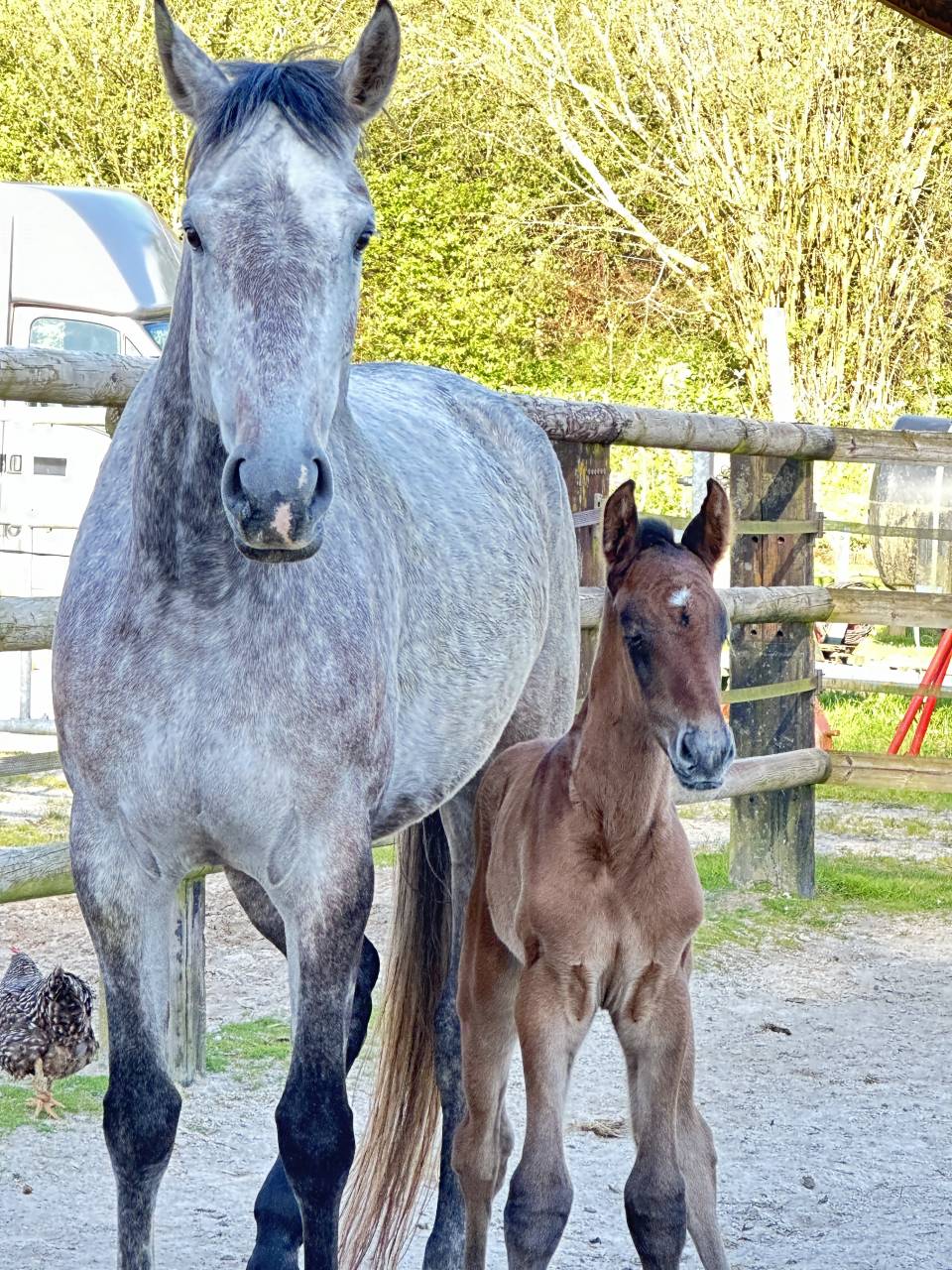 Poulinière de 6 ans par Utrillo VD Heffinck 