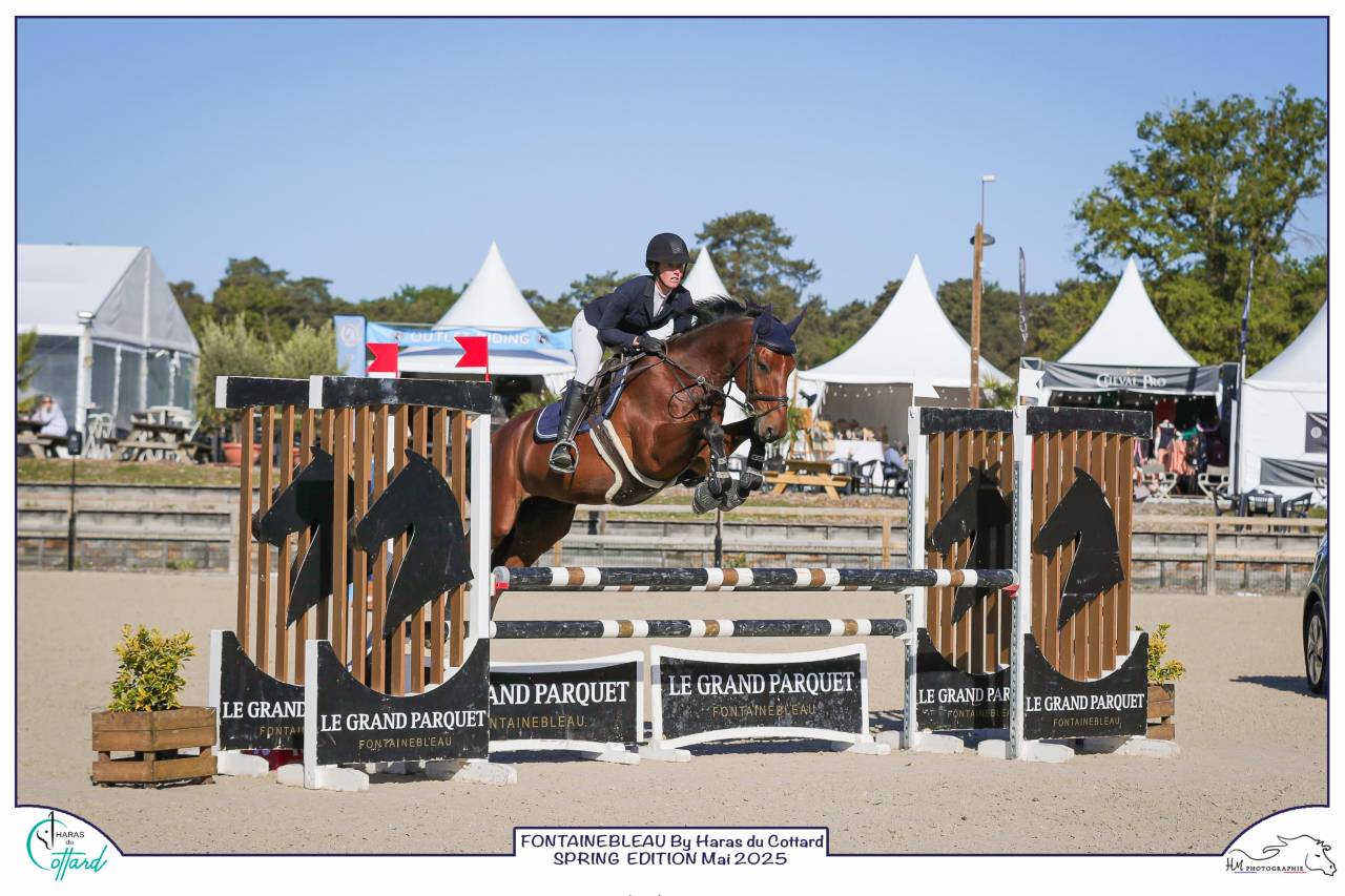 Hongre de 9 ans top amateur 