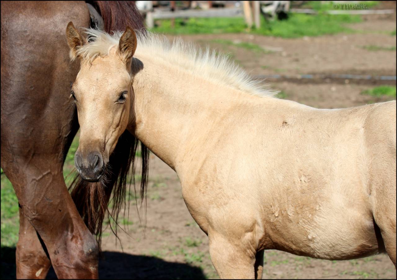 Superbe pouliche palomino origines sport cso dressage