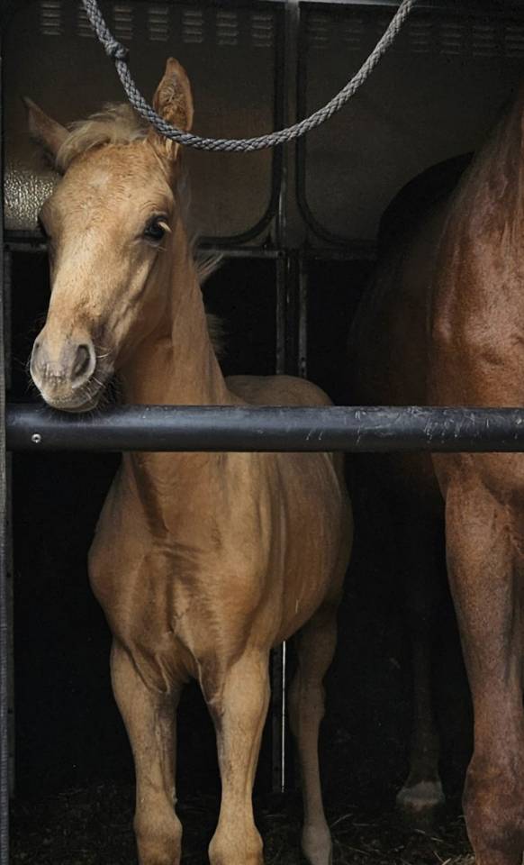 Superbe pouliche palomino origines sport cso dressage