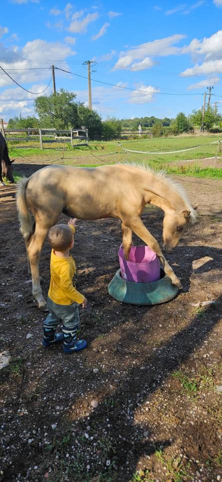 Superbe pouliche palomino origines sport cso dressage