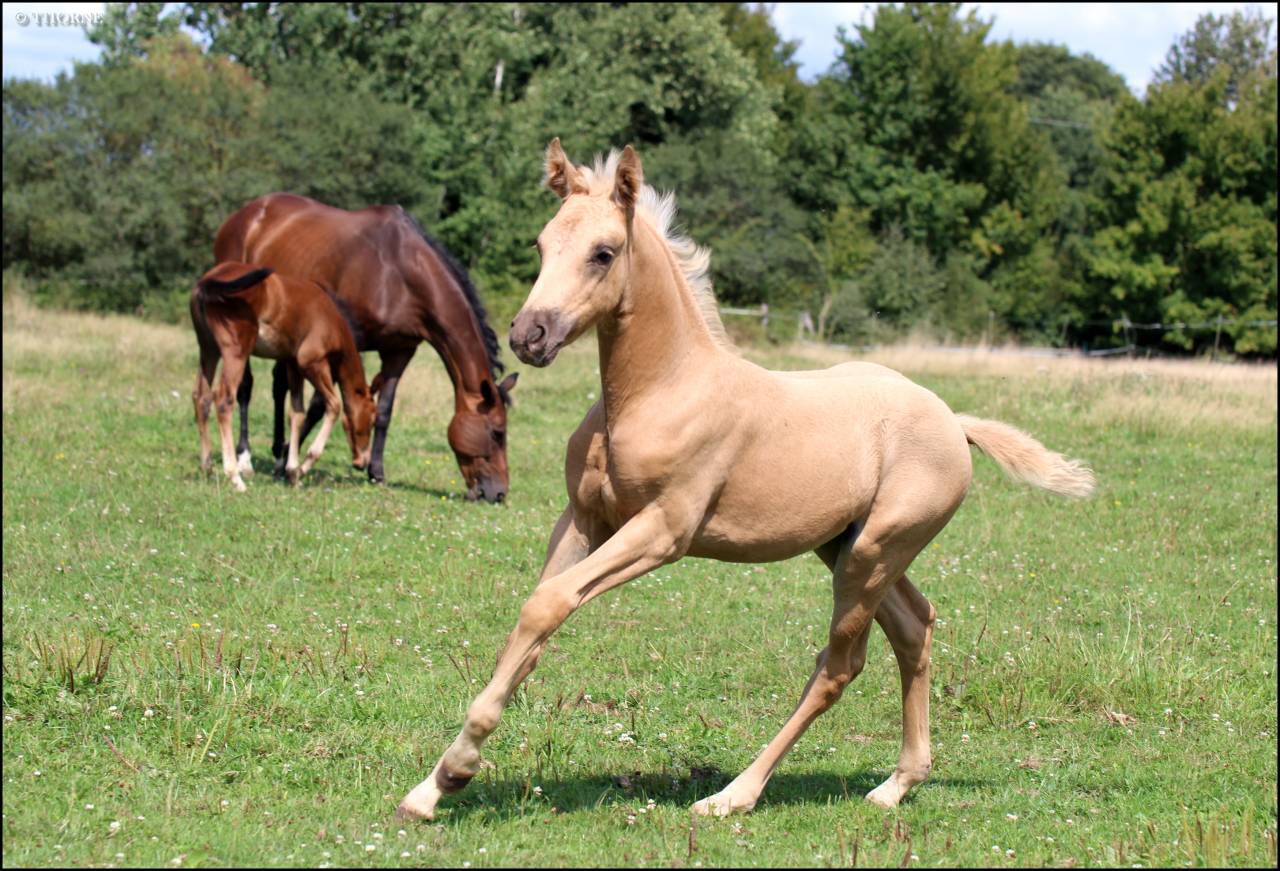 Superbe pouliche palomino origines sport cso dressage