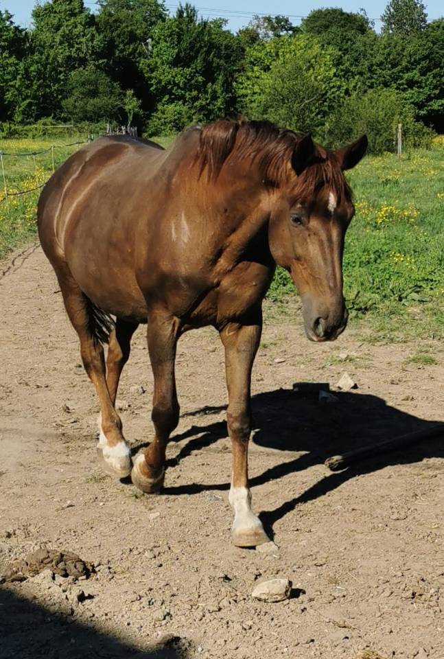 Superbe pouliche palomino origines sport cso dressage