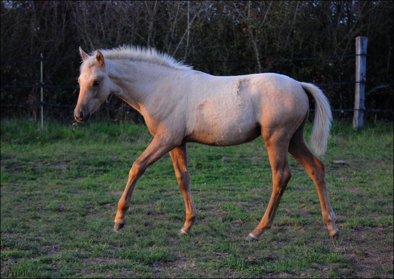 Superbe pouliche palomino origines sport cso dressage