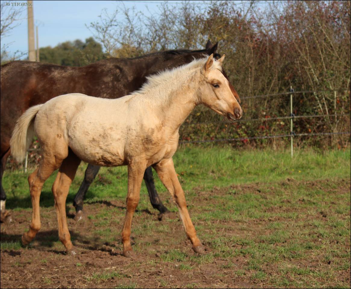 Superbe pouliche palomino origines sport cso dressage