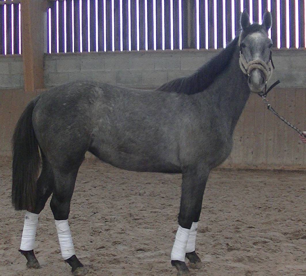 Jument , 7 ans, gris , taille   1.65