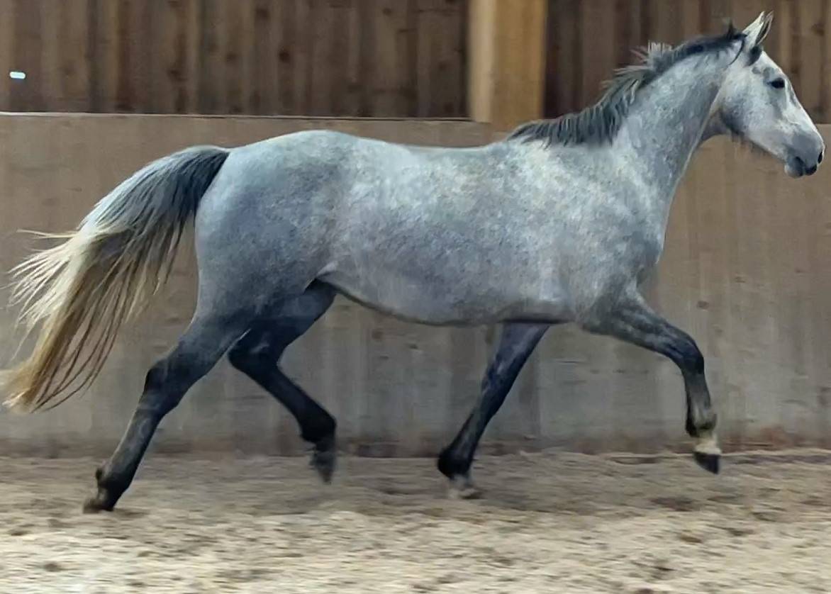 Jument , 7 ans, gris , taille   1.65