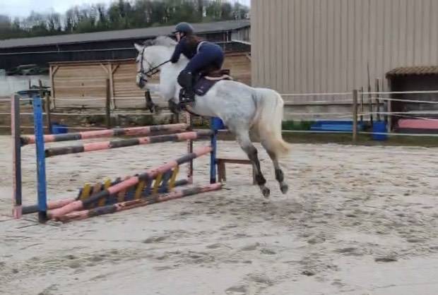 Jument , 7 ans, gris , taille   1.65