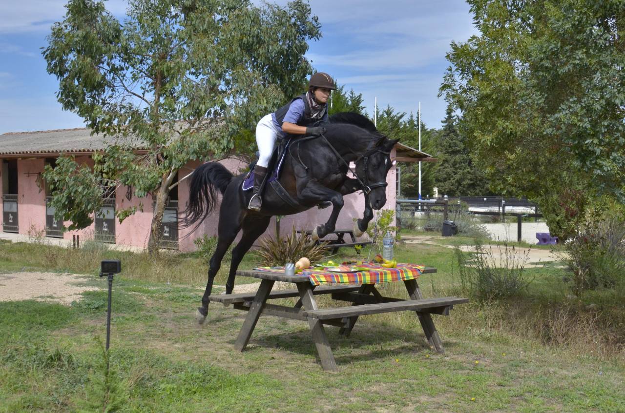 Rarissime PSA Etalon Arabe Noir Polyvalent Selle Repro