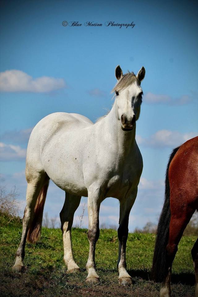 Excellente ponette d’avenir 