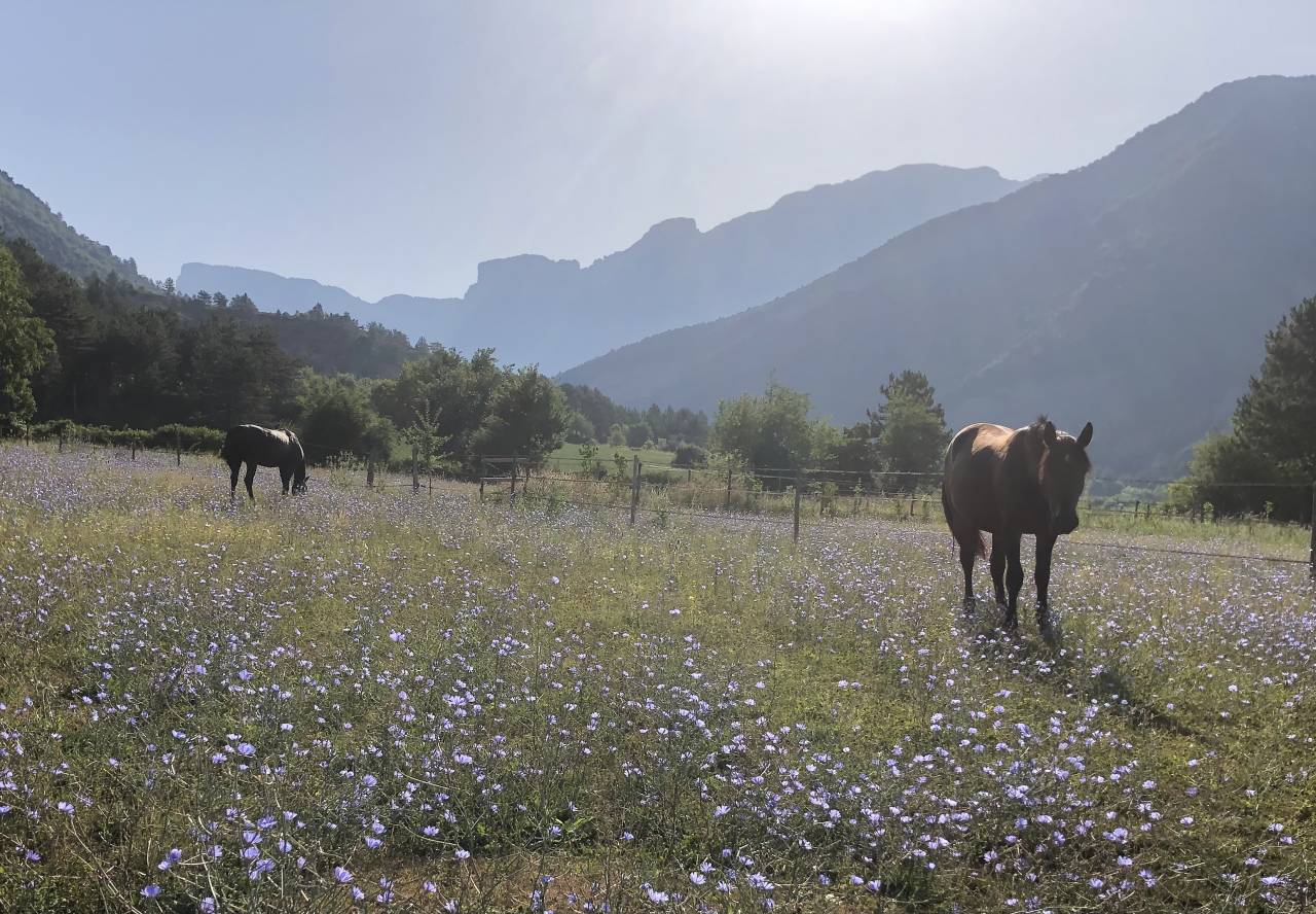 Grand cheval - 3 ans en mars 2026 - Shagya X CVB