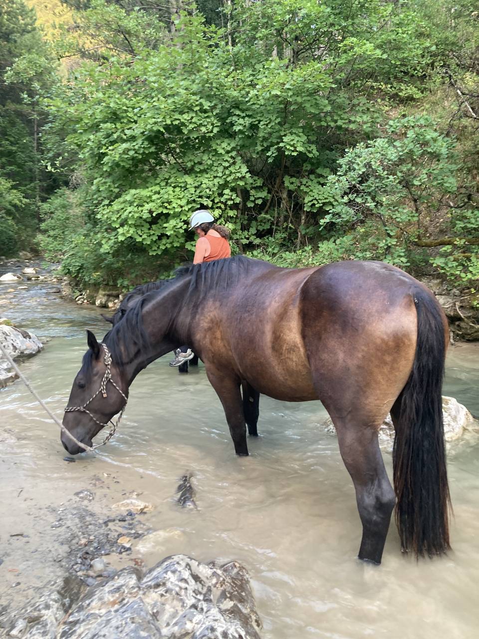 Grand cheval - 3 ans en mars 2026 - Shagya X CVB