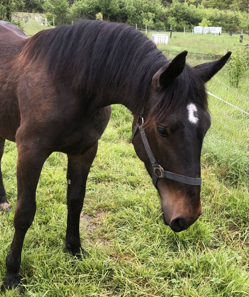 Grand cheval - 3 ans en mars 2026 - Shagya X CVB