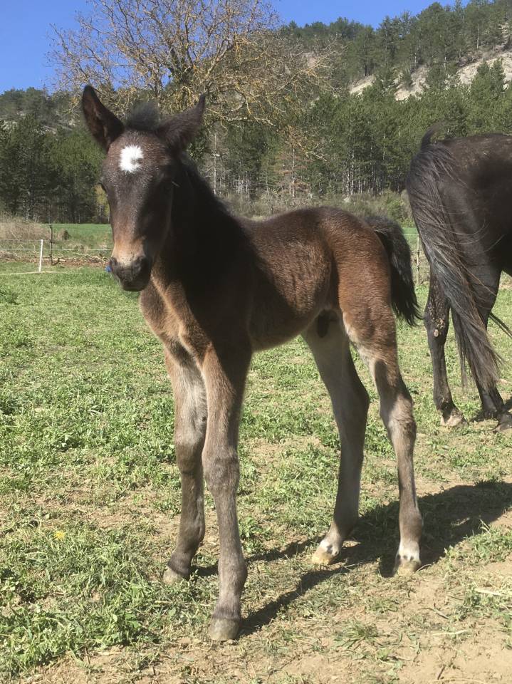 Grand cheval - 3 ans en mars 2026 - Shagya X CVB