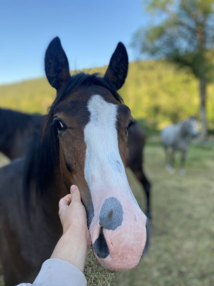 Magnifique poulain 1 an Very Star Kerveyer 