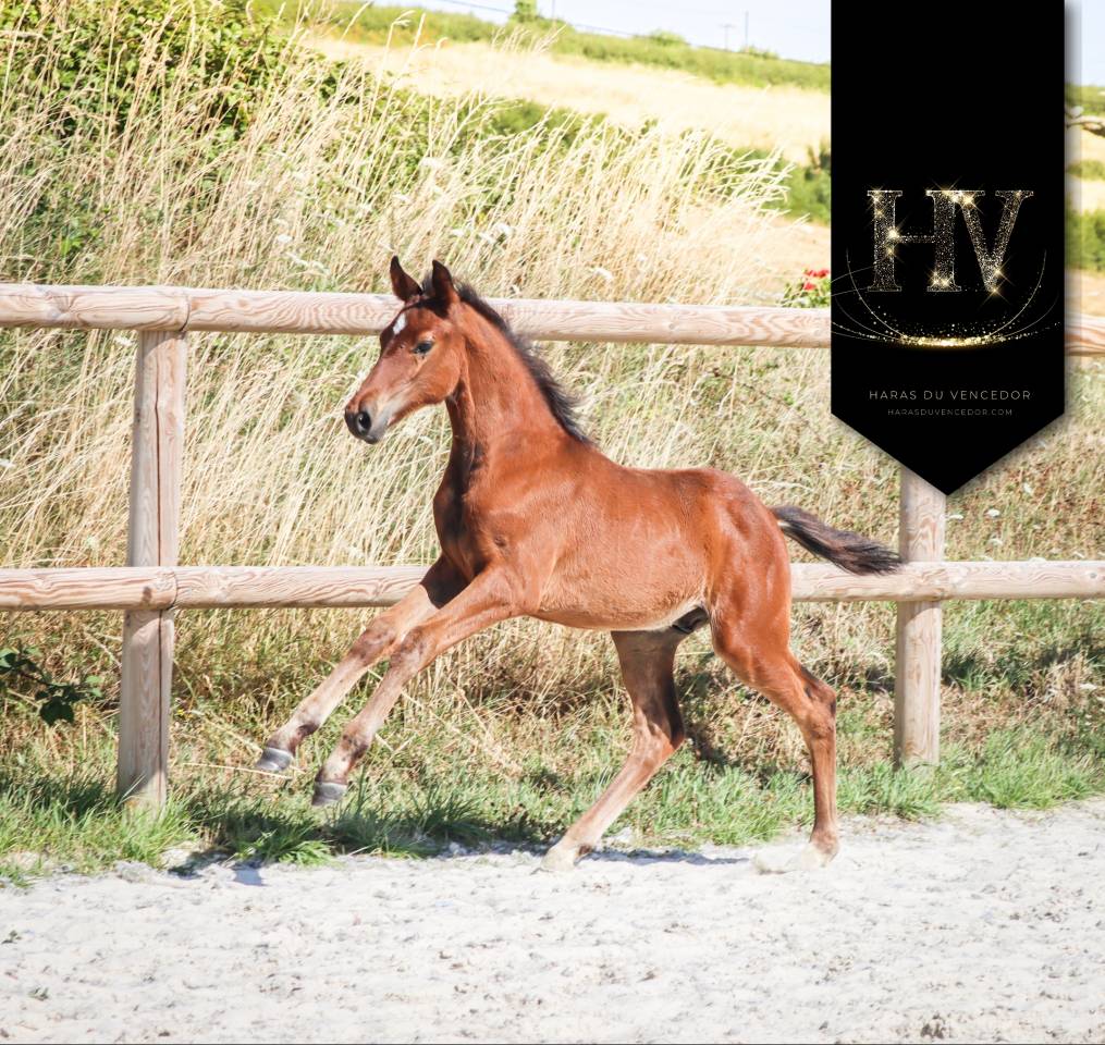 Mâle kwpn 2025 About You II x Jalinska Du Vencedor 