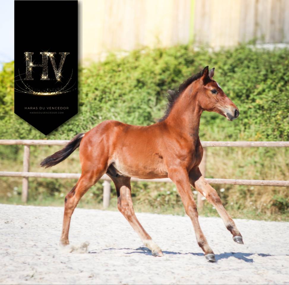 Mâle kwpn 2025 About You II x Jalinska Du Vencedor 