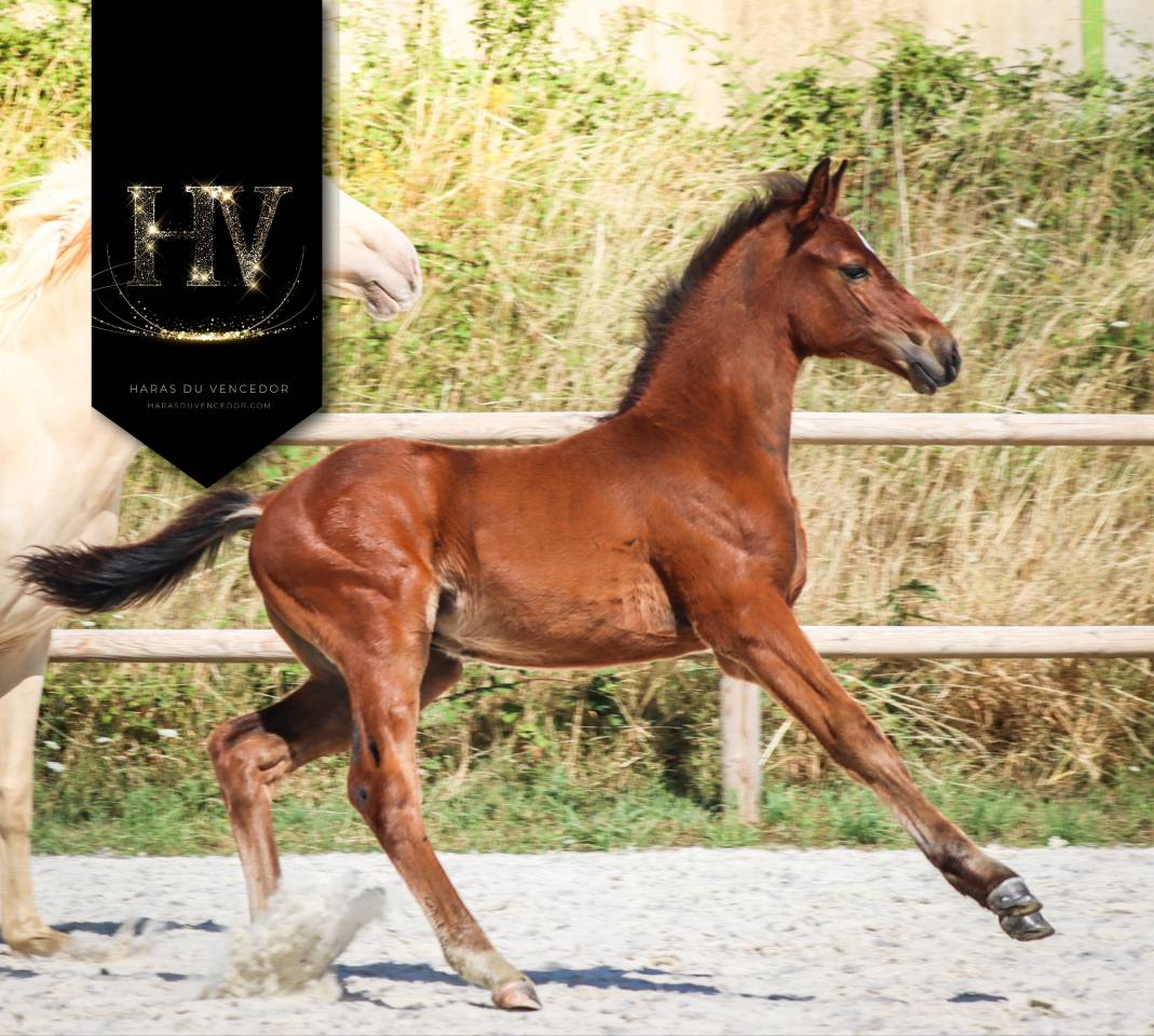 Mâle kwpn 2025 About You II x Jalinska Du Vencedor 