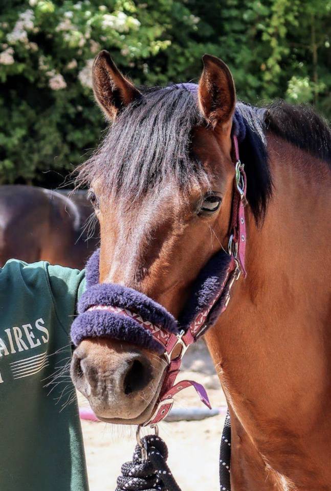 Ponette C origine constatée CSO 