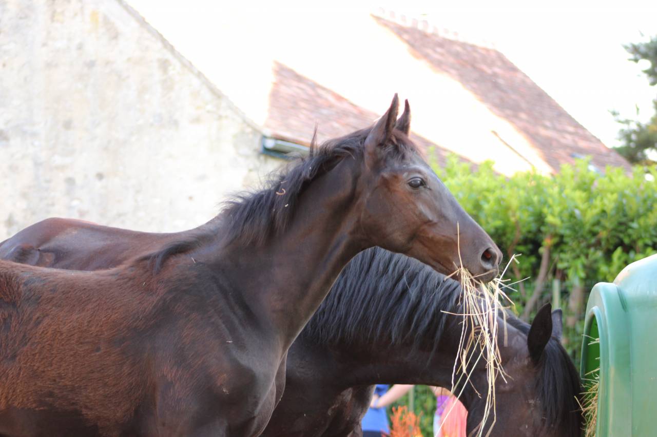 Poulain prometteur par Denver U.S. X Imposantos