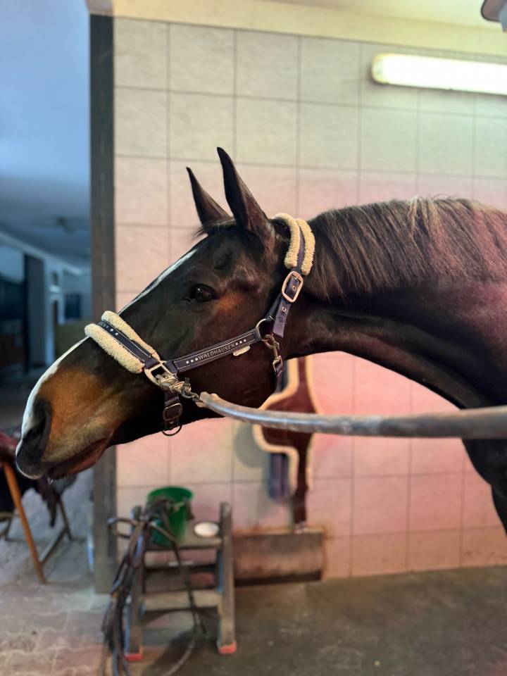 Vente Cheval CSOI 12 ans 1.40/1.50 Prix 150.000 Euros