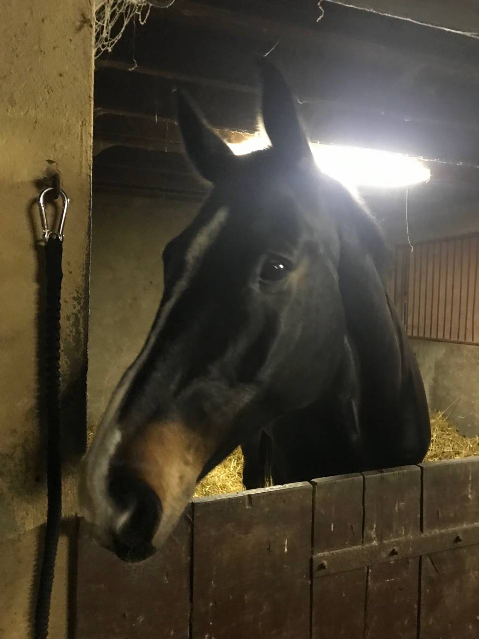 Vente Cheval CSOI 12 ans 1.40/1.50 Prix 150.000 Euros