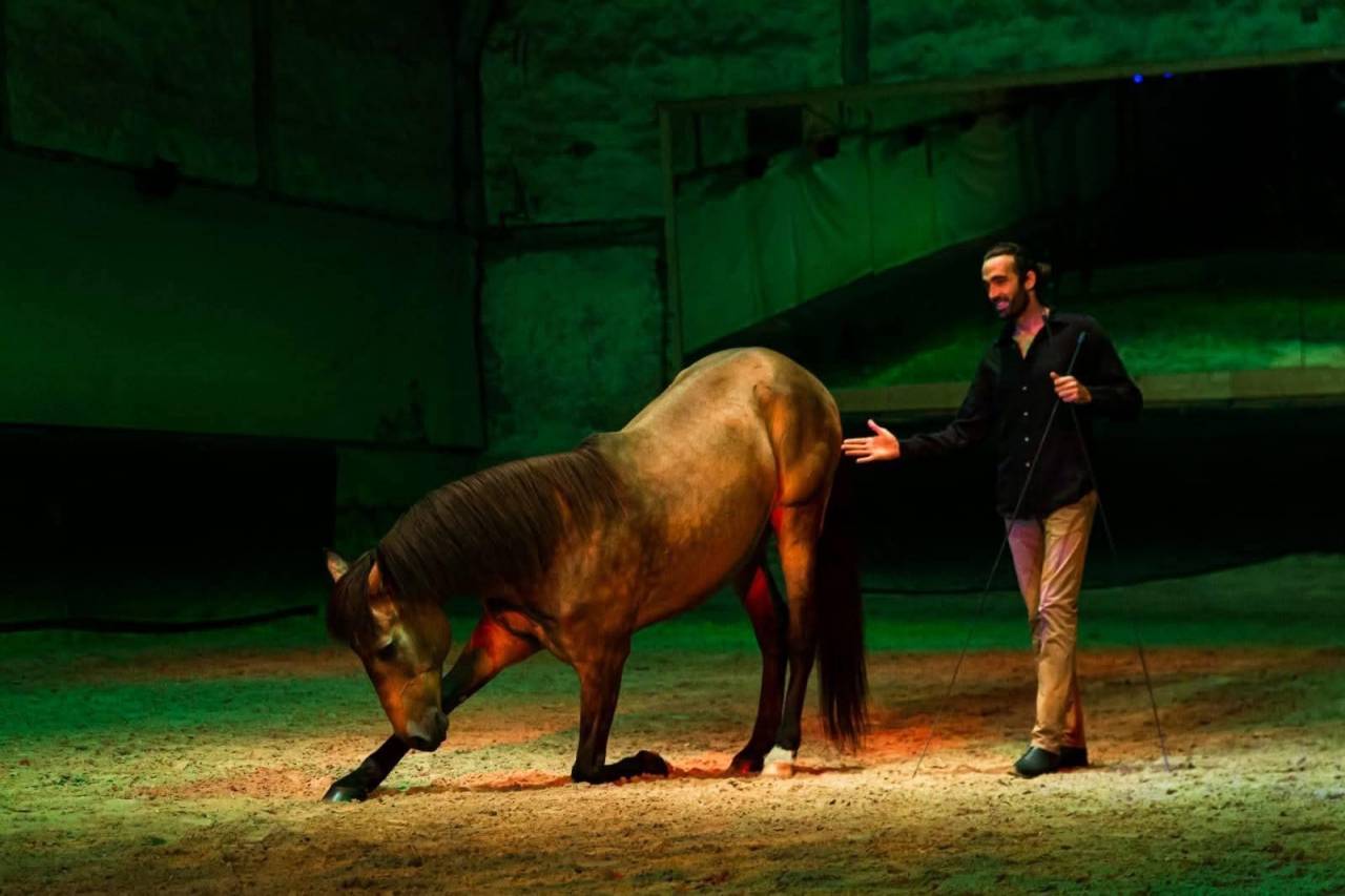 Cavalier/soigneur ou Palefrenier/soigneur 