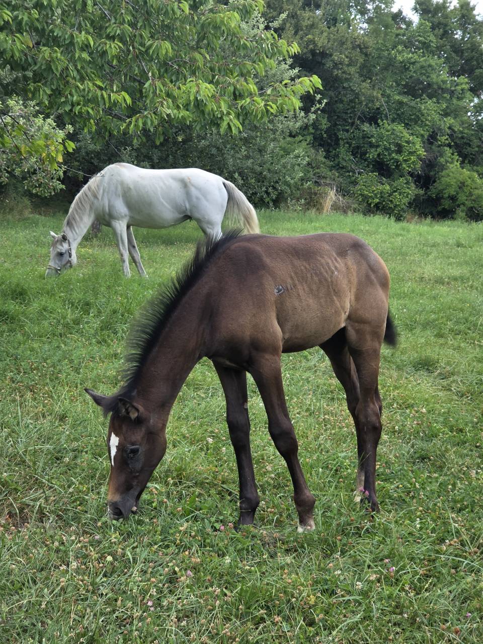 Poulains et Pouliches SF 2025 top origines 