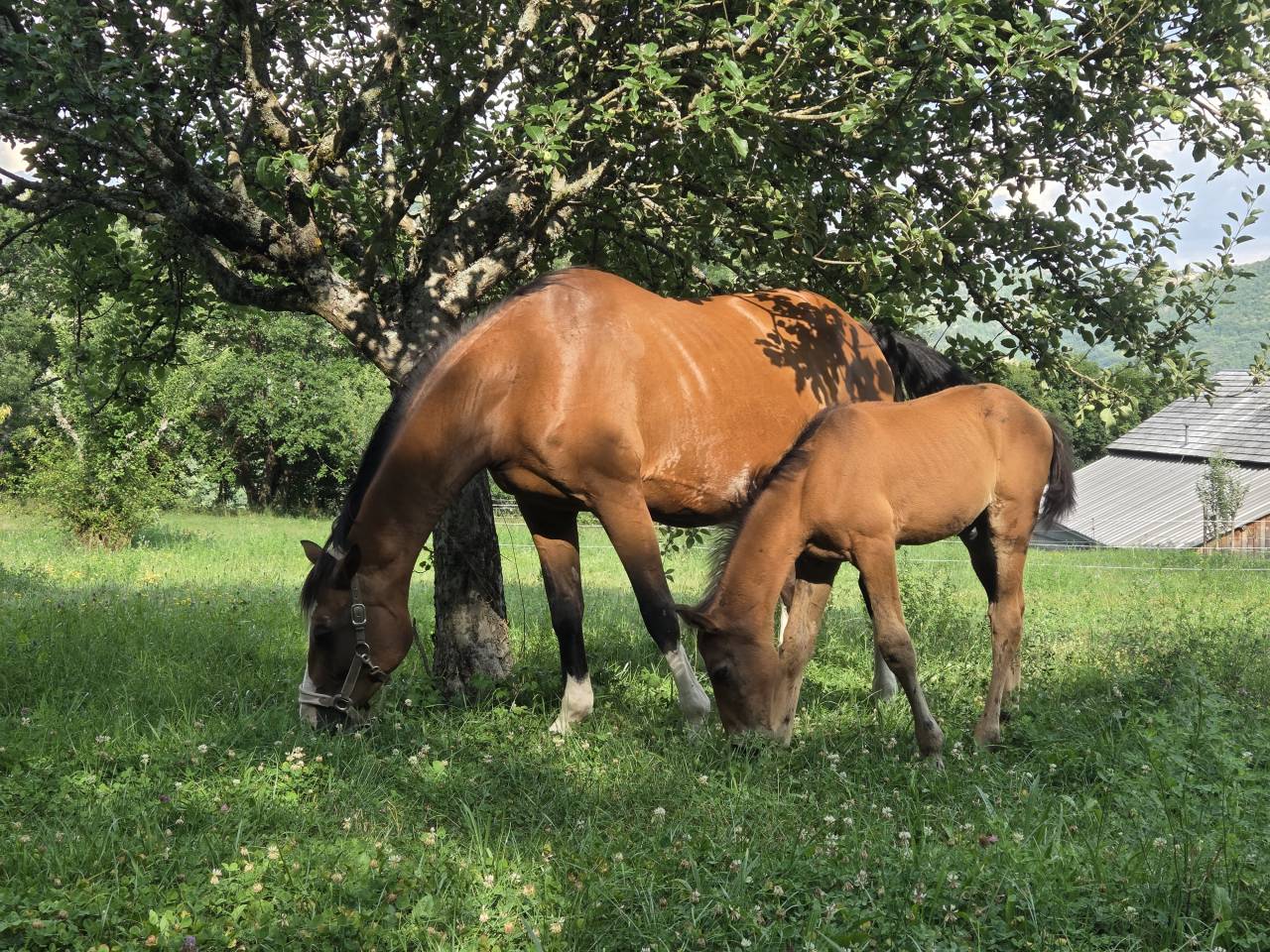 Poulains et Pouliches SF 2025 top origines 