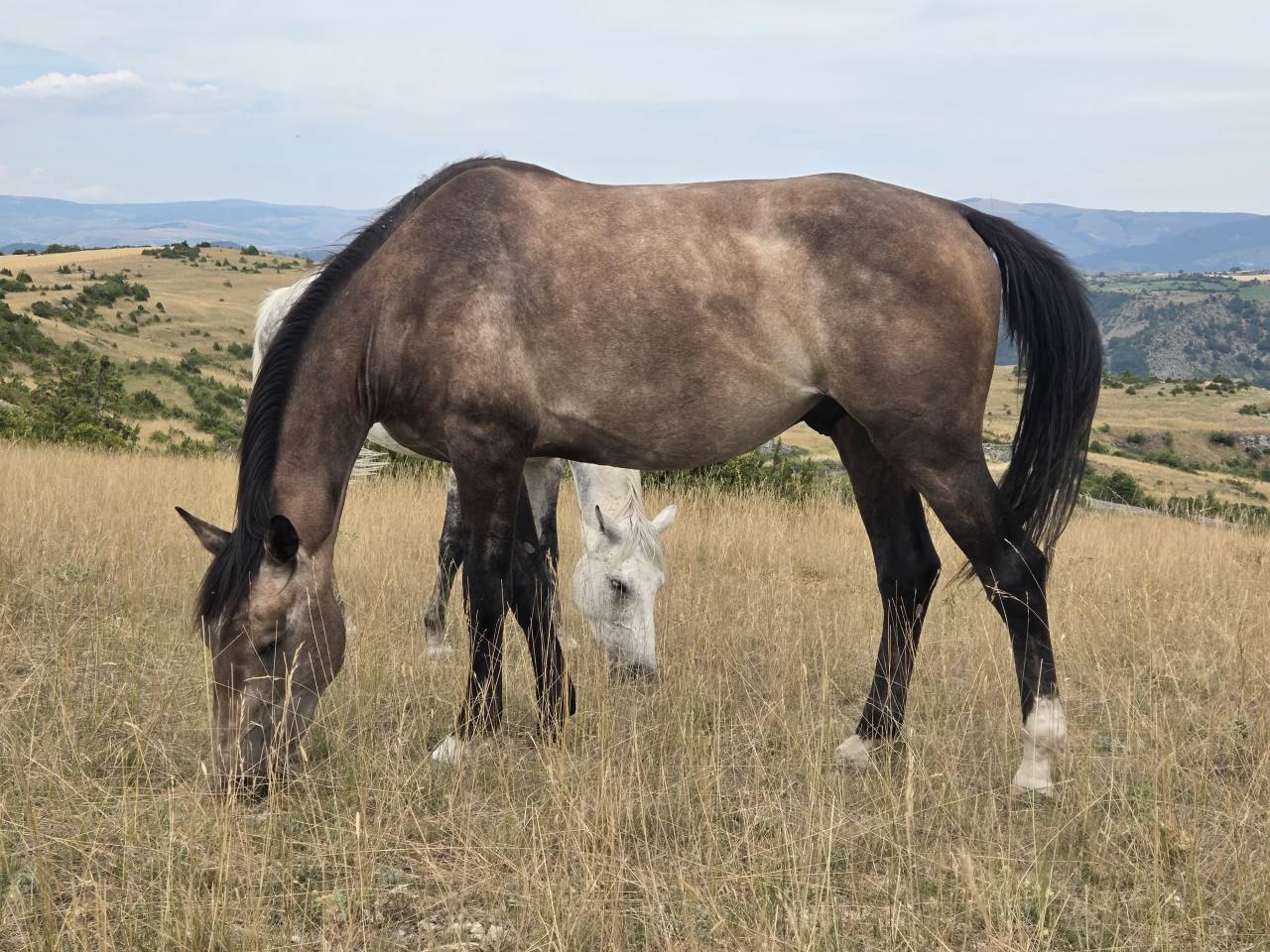 Poulains et Pouliches SF 2025 top origines 