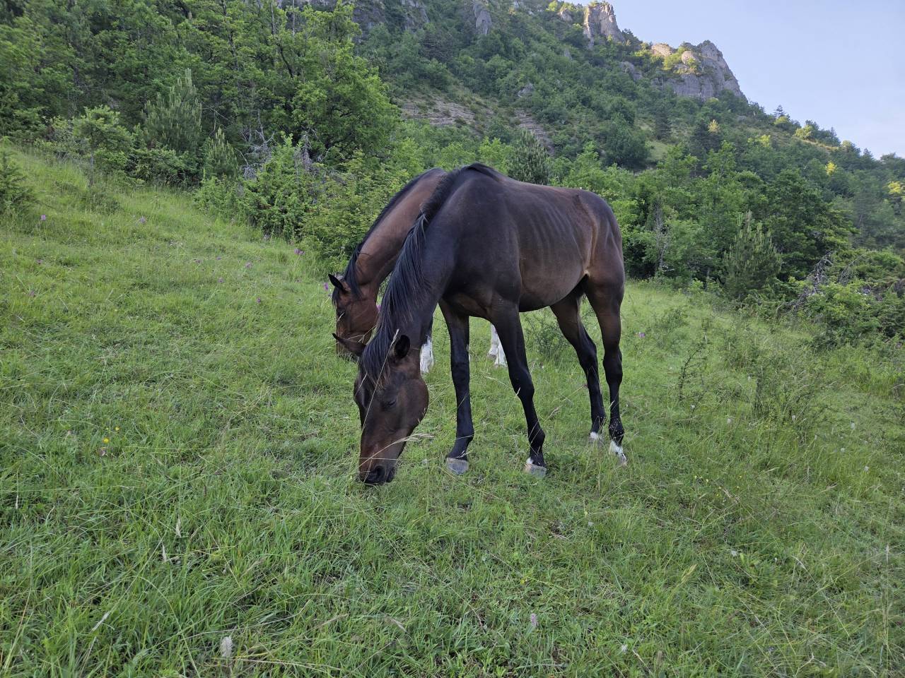 Poulains et Pouliches SF 2025 top origines 