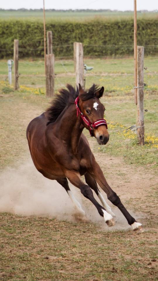 ***OBLAK D'ORPHEE*** Poulain SF né le 12/05/24